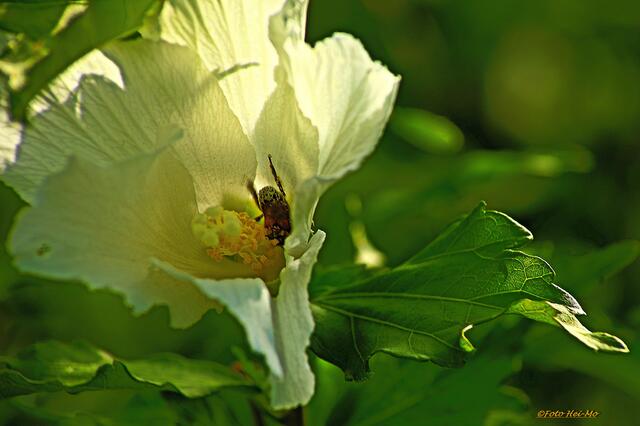 Kopfüber in die Blüte! Herrlich ist das... :)