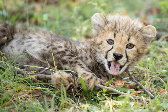 Der kleine Gepard ziert den Monat Juni 2022