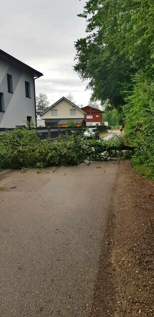 Der Sturm knickte Bäume und Äste um wie Streichhölzer.