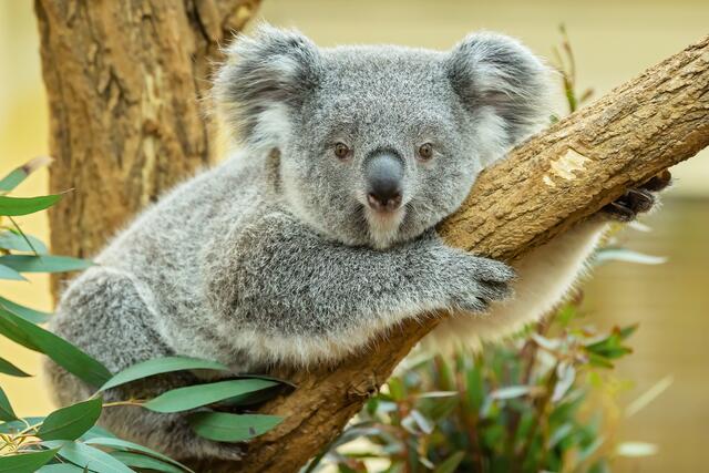 Millaa Millaa, der erste Koala-Nachwuchs in Schönbrunn
