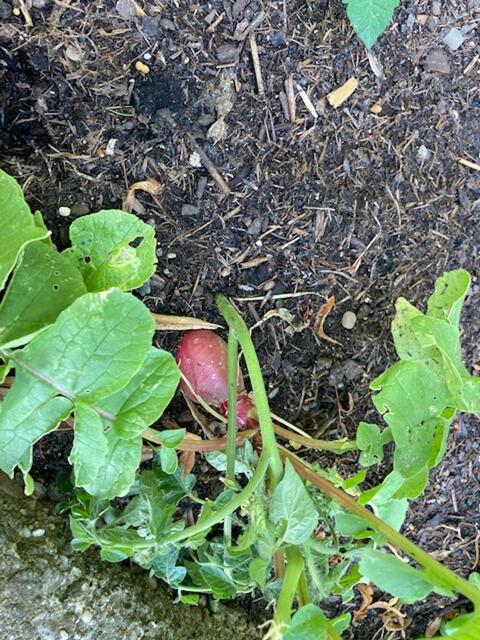 Die Ernte ist besonders geschmackvoll ausgefallen.