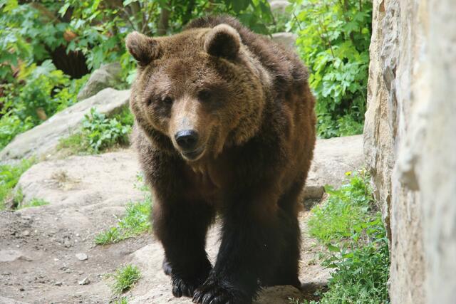 Alpenzoo  | Foto: Alpenzoo Innsbruck