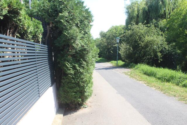 Schlechte Aussicht, aufgrund einer wildernden Tuyen Hecke.