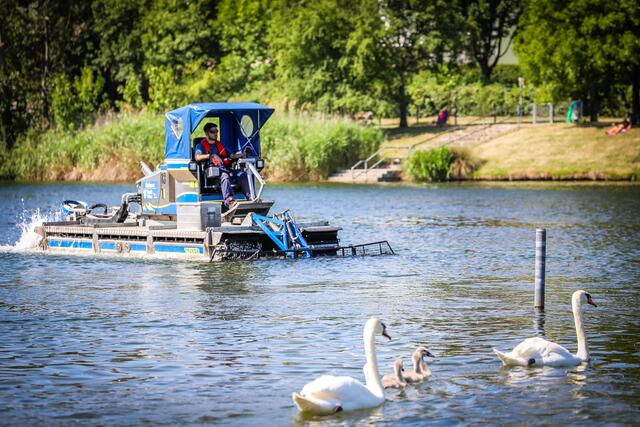 Heuer wurden etwa 1.200 Tonnen Wasserpflanzen aus der Alten Donau entfernt.