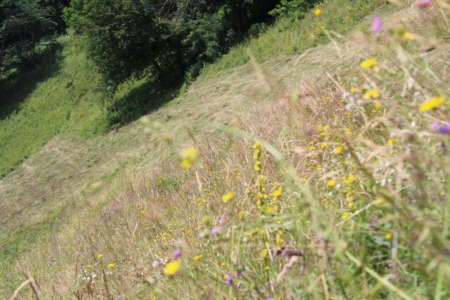 Die zahlreichen Blumen und Gräser locken Wildbienen und Schmetterlinge an.  | Foto: Wolfinger