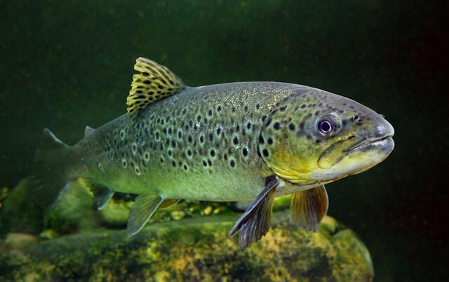 Forellen und Äschen sollen durch die Fischaufstiegshilfe so problemlos gailaufwärts zu den Laichplätzen gelangen.