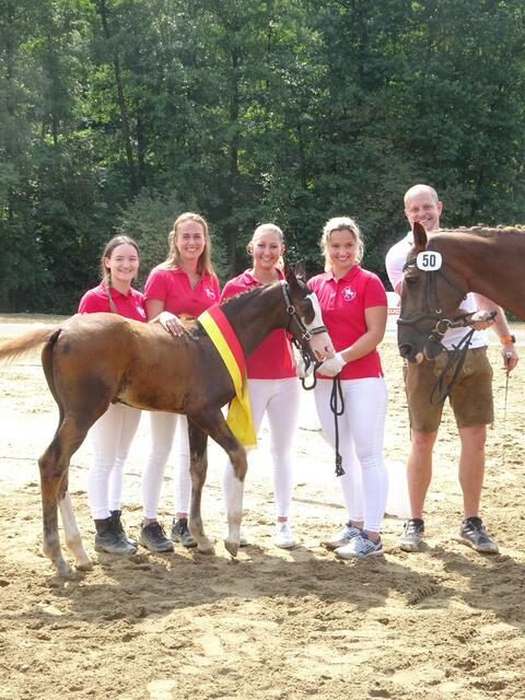 So sieht ein Champion Warmblutfohlen aus, das von einer Züchterfamilie stolz präsentiert wurde.