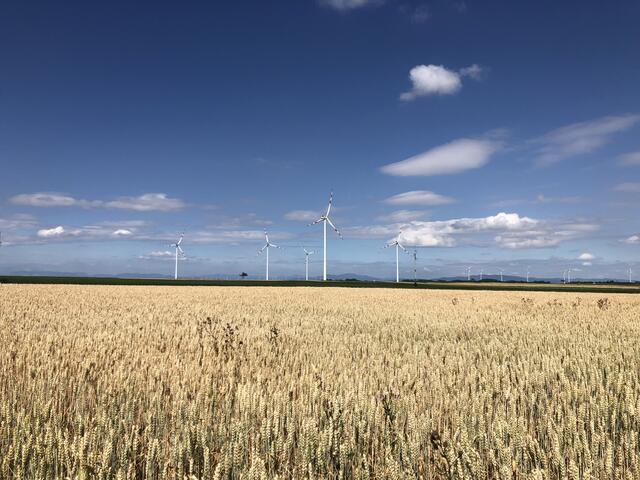 Blick über das Getreidefeld von Au nach Seibersdorf.