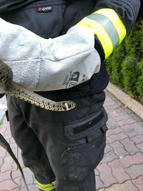 Diese hübsche Äskulapnatter wurde geborgen und dann in der Natur freigelassen.