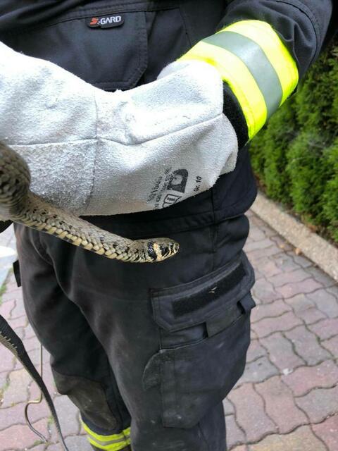 Diese hübsche Äskulapnatter wurde geborgen und dann in der Natur freigelassen. | Foto: FF Pernitz