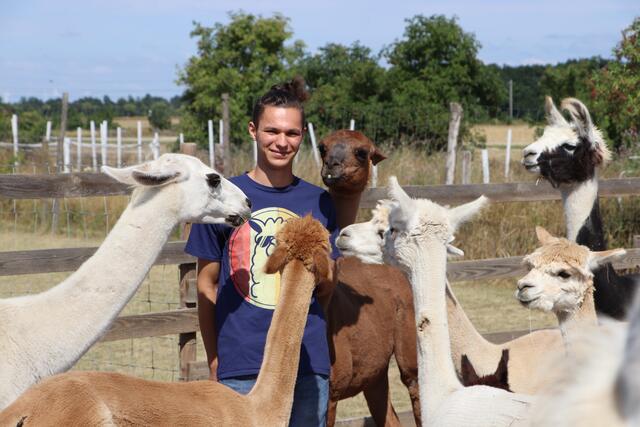Lukas Bernhart arbeitet, seit er zwölf Jahre alt ist, mit Lamas und Alpakas