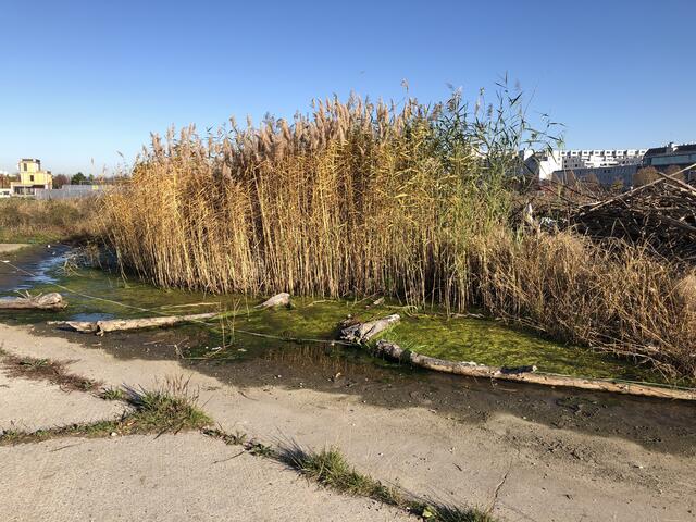 Naturidylle am Donaufeld.