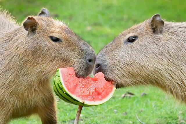 Die Wasserschweine Lucy (li.) und Leopold genießen den seltenen Snack