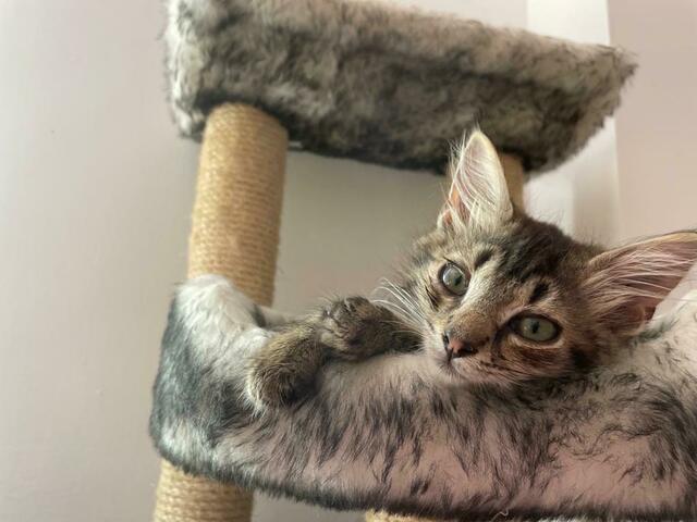 Kater "Wraps"