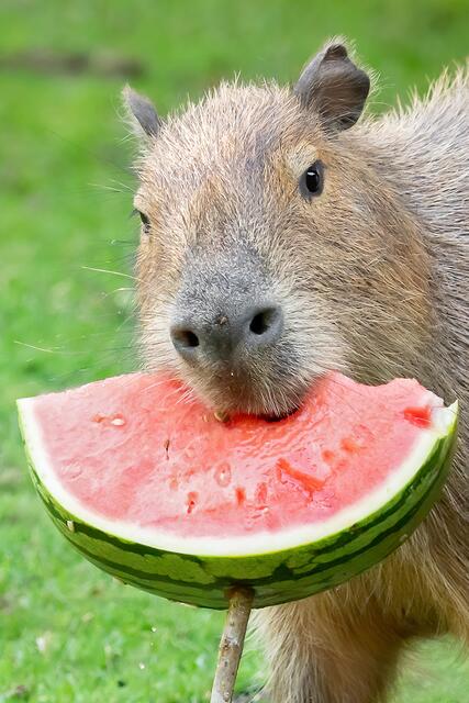 Bild mit Seltenheitswert: Wasserschwein mit Wassermelone