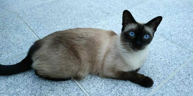 Siamkatze vermisst: "Gina" wurde zuletzt am 6. Juli im Kleingartenverein Wasserwiese in der Leopoldstadt gesehen.