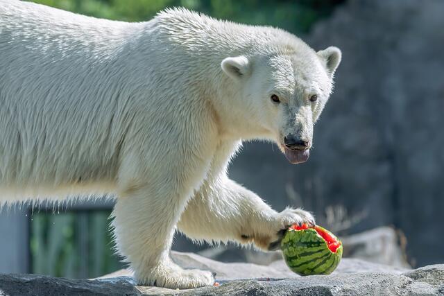 Eisbärenmutter Nora verwechselt die Melone wohl mit einem Ball