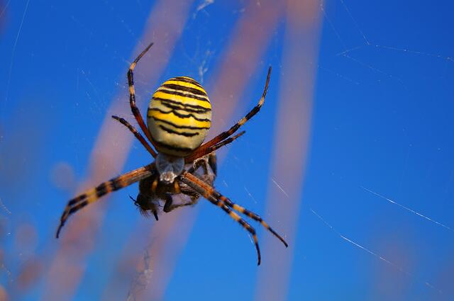 Eine giftige Spinne könnte der Auslöser gewesen sein.