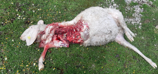 Ein Schaf mit Kehlbiss und Nutzung im Brustbereich.