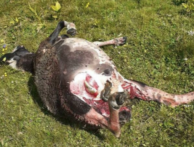 Insgesamt 14 Schafe mussten auf der "Unholde-Alm" schwere Qualen durch einen vermeintlichen Wolfsriss erleiden.