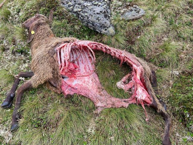 Vermutlich ein Wolf hat dieses Schaf gerissen. | Foto: zeitungsfoto.at