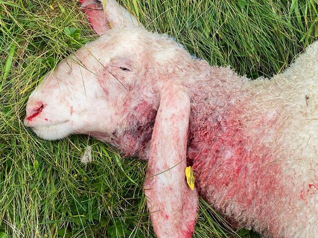 Foto: zeitungsfoto.at