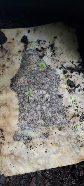 Wenn Rucola aus dem Uhrturm wächst: Seedpap hat mitgemischt. | Foto: KK