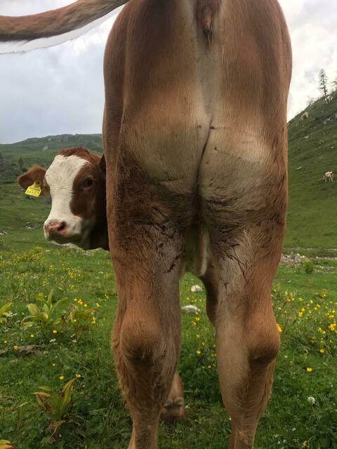 Das verletzte Kalb hat sich schon ein Stück weit vom Wolfsriss erholt. Auch auf der Staner-Alm in Obervellach wurde diese Woche ein Kalb gerissen.