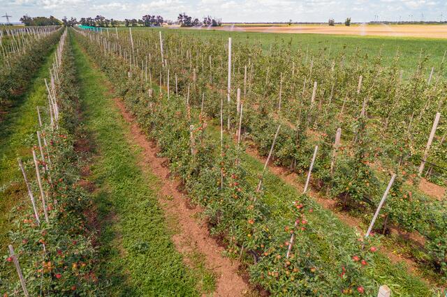 Durch die Sortenvielfalt gibt es von Juli bis November stets frische Äpfel vom Feld. | Foto: Naturgenuss Neusiedler See | Matthias Heisler