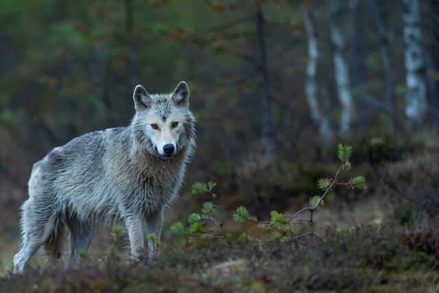 Große Beutegreifer: von rund zehn Almen wurden mehr als 2.000 Schafe ins Tal gebracht