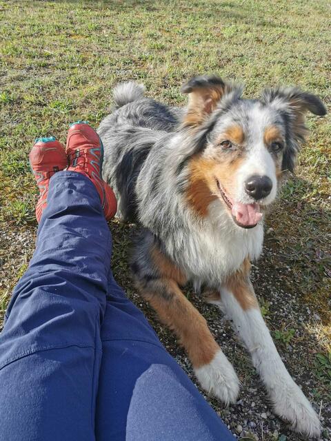 Alles über die Hundehaltung beim Kurs erfahren. 
 | Foto: Larissa Reisenbauer