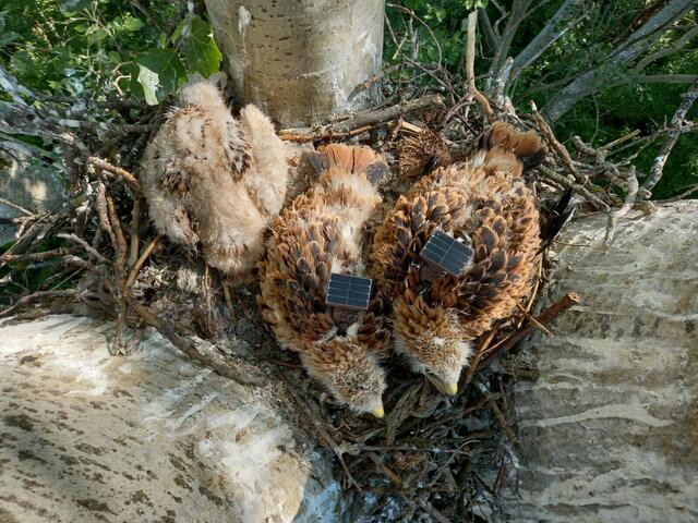 So sehen die Sender aus, mit welchen die Rotmilane versehen werden.  | Foto: LIFE Eurokrite