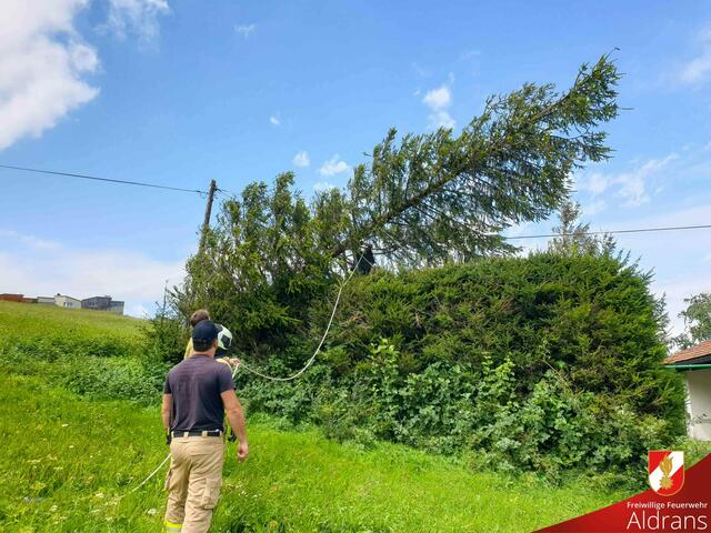 Ein Baum kippte in eine Stromleitung. | Foto: FF-Aldrans