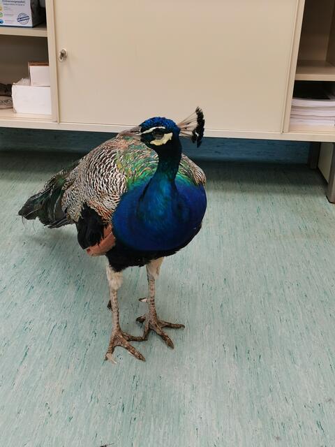 Das Tier könnte aus einer Privathaltung ausgebüchst sein. | Foto: TSA