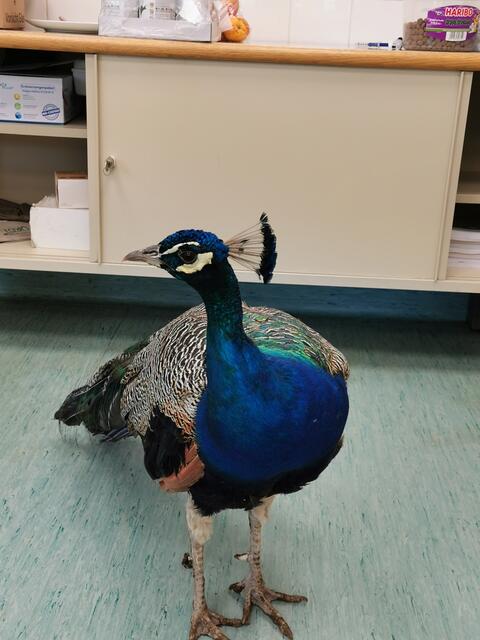 Hinweise auf den Besitzer des Vogels bitte an Tierschutz Austria unter der Nummer: 01 699 24 50  | Foto: TSA