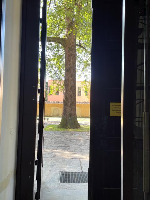 Ein Blick auf eine der drei alten Linden vor der Stadtpfarrkirche in Deutschlandsberg | Foto: Susanne Veronik