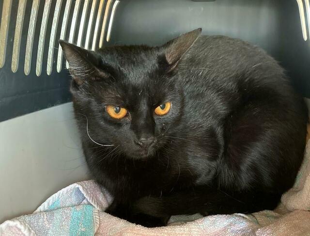 Gesundheitlich scheint dem auf circa zwei Jahre geschätzten Stubentiger zum Glück nichts zu fehlen. | Foto: TSA