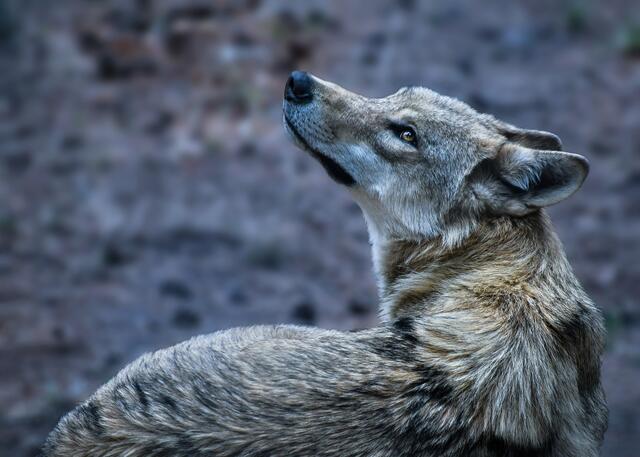 Die Zahl der amtlich bekannten Risse, die auf große Beutegreifer zurückzuführen sind, beläuft sich mittlerweile auf 275 Tiere, meistens war es der Wolf | Foto: Pixabay/christels (Symbolbild)