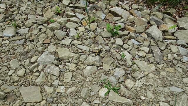 ... diesen kleinen Winzling! ;-) ...  | Foto: S.Plischek