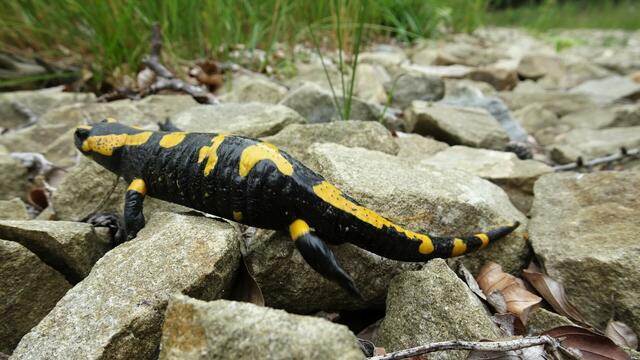 "Ich vertschüss mich lieber und such' mir ein anderes Versteck im Wald!" ... | Foto: S.Plischek