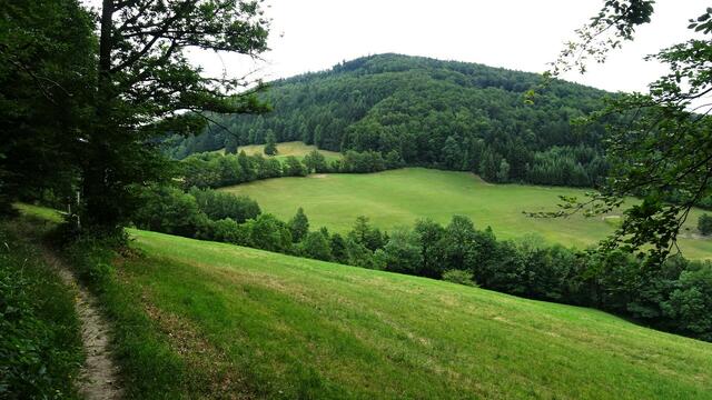 Auf unserer Wanderrunde Hendlberg-Kasberg-Gföhlberg im westlichen Wienerwald ...  | Foto: S.Plischek