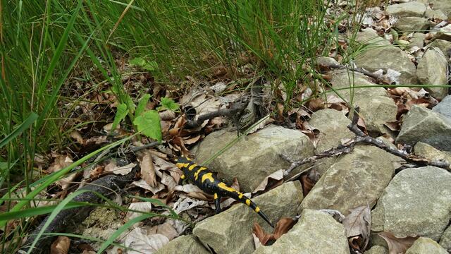 ... im Gebüsch verschwunden! ... | Foto: S.Plischek