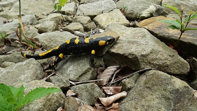 Ein Feuersalamander auf der Suche nach einem geeigneten Tagesversteck! ... | Foto: S.Plischek