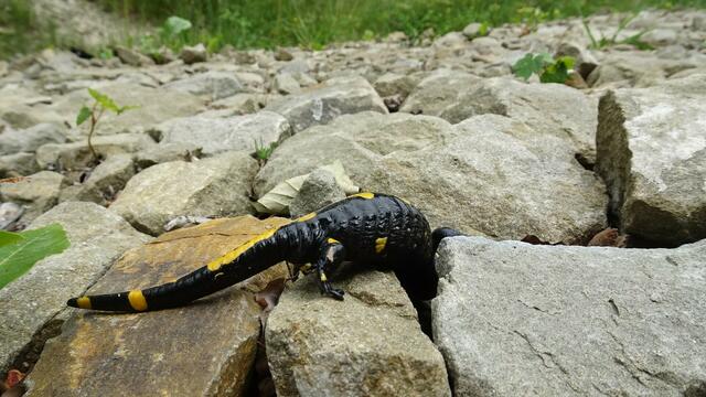 "Noch ein letzter Versuch, dieses Mal probiere ich's mit mehr Schwung! ... Eins, zwei, drei und ... | Foto: S.Plischek