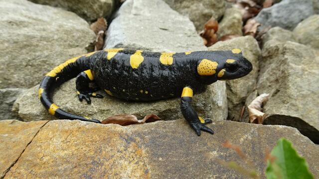 "Puh!!! ... Das war ein Schock! ... Mit viel Mühe gerade noch einmal gutgegangen!" | Foto: S.Plischek