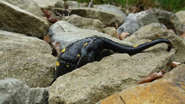 "Hilfe! Ich stecke fest!!!" ... "Hoffentlich kommt jetzt kein Mountainbiker, der über mich drüberradelt!" ... | Foto: S.Plischek
