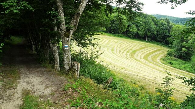 Passende Tagesverstecke gibt es hier genug, ...  | Foto: S.Plischek