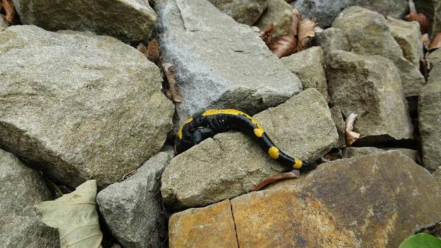 Allerdings sind sämtliche Felsritzen trotz mehrfacher Versuche zu eng für das kleine Dickerchen! ... | Foto: S.Plischek