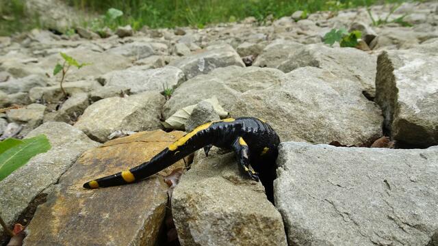 ... und Hoppa! ... Naja, das war wohl wieder nichts!?" ... | Foto: S.Plischek