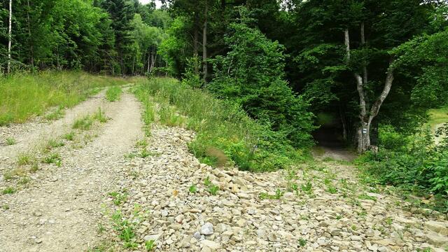 ... entdeckten wir im Bereich dieser Weggabelung ... | Foto: S.Plischek